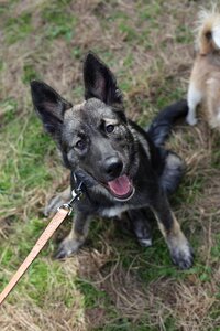 Labrador crossbreed domestic