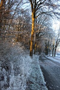 Frost frozen winter magic