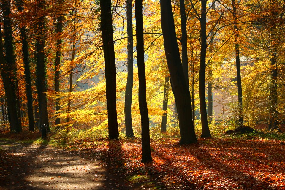 Light fall foliage leaves