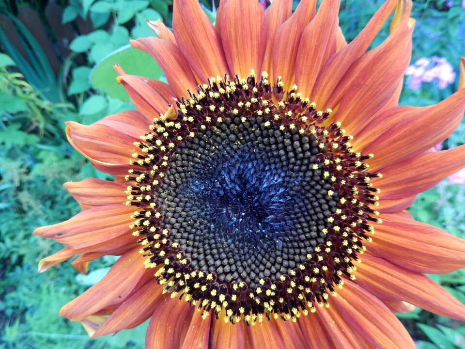 Summer garden plant