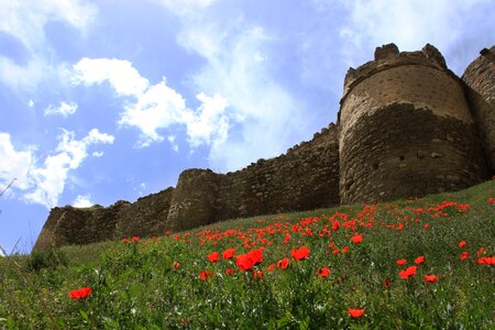 Papaver rhoeas nature on