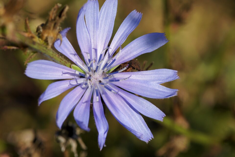Bloom common chicory ordinary chicory