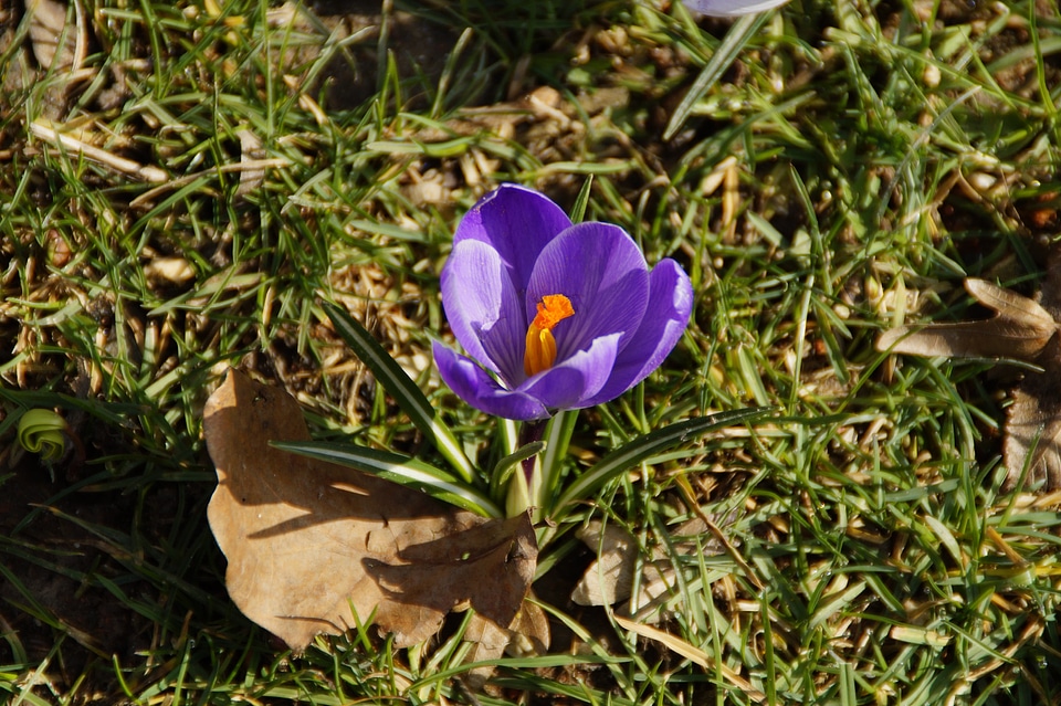 Lonely splash of color early bloomer