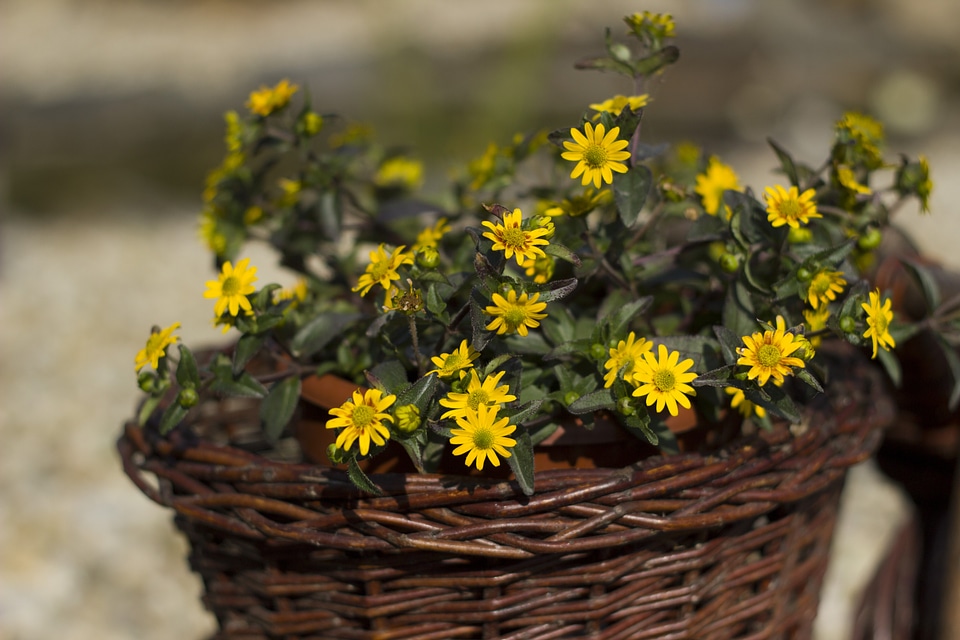 Flowers nature tickets