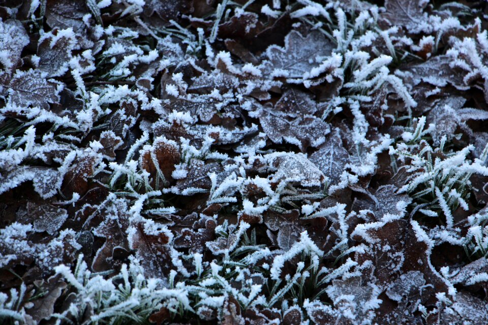 Frozen winter grass