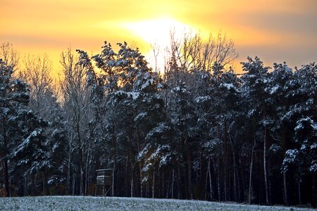 Winter forest sunset wintry photo