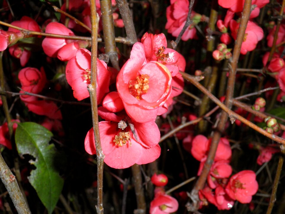Blooming branches pink flowers blooming bush
