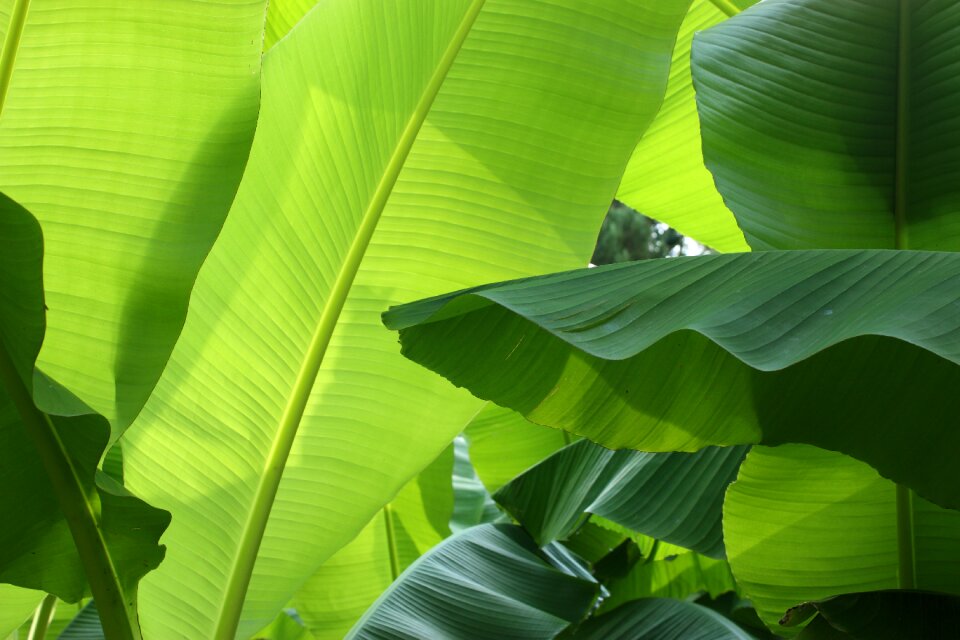 Green leaf tropical