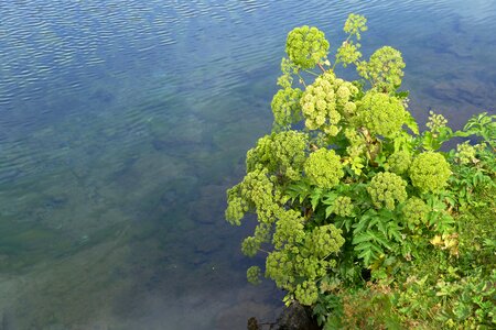 Plant green lake photo