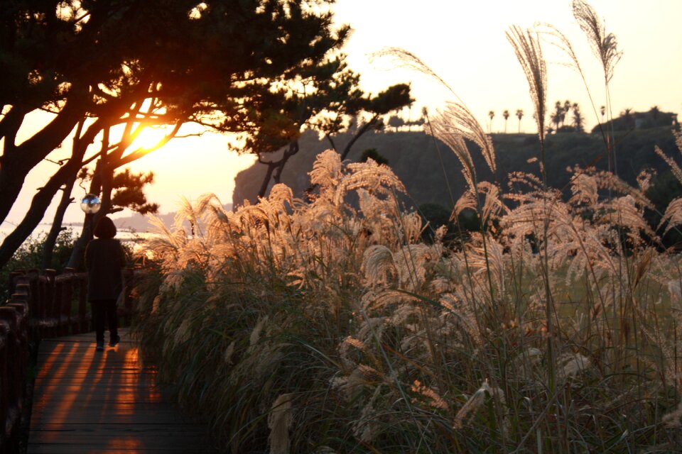 Sea sunset pathway