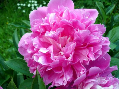Garden fragrance pink rose photo