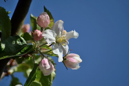 Spring bloom orchard