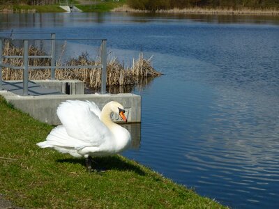 White swan white bird photo