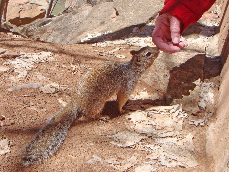 Nature rodents mammal