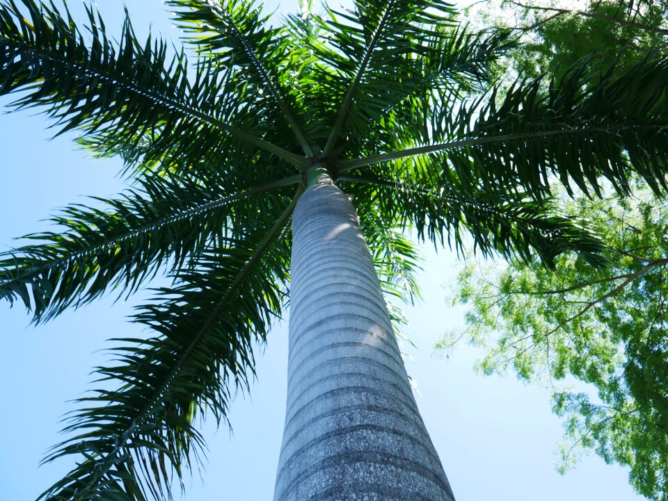 Tropical nature summer