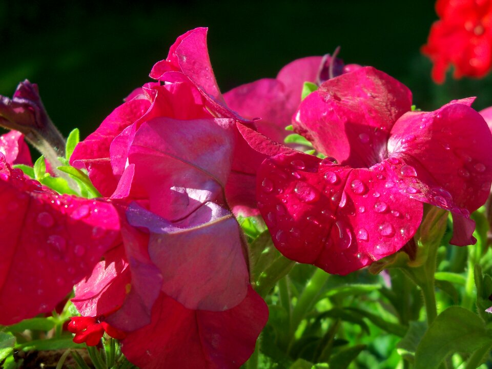 Close up balcony plant ornamental plant