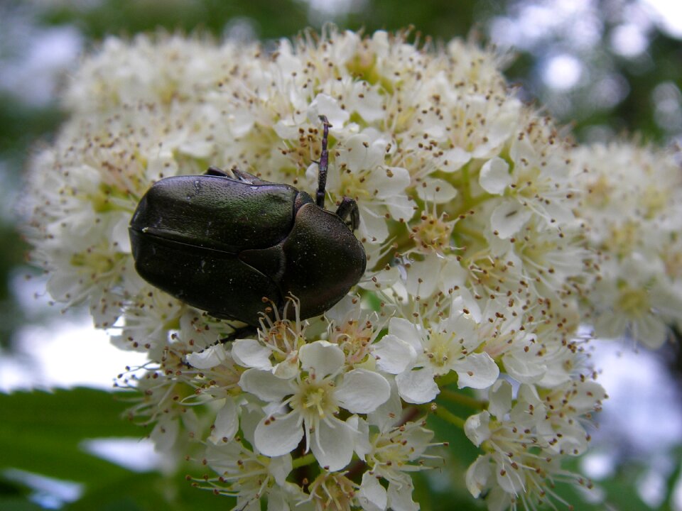 White blossom sittiäinen angervo