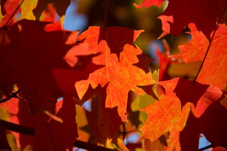 Maple red
