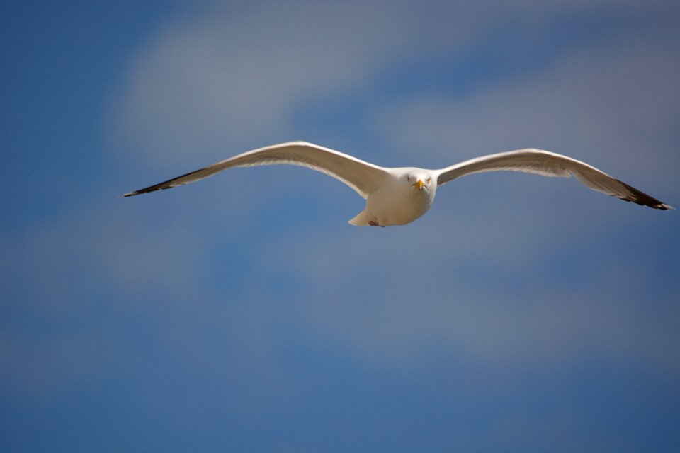 Sea animal ornithology