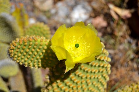 Flower cactus flowers garden