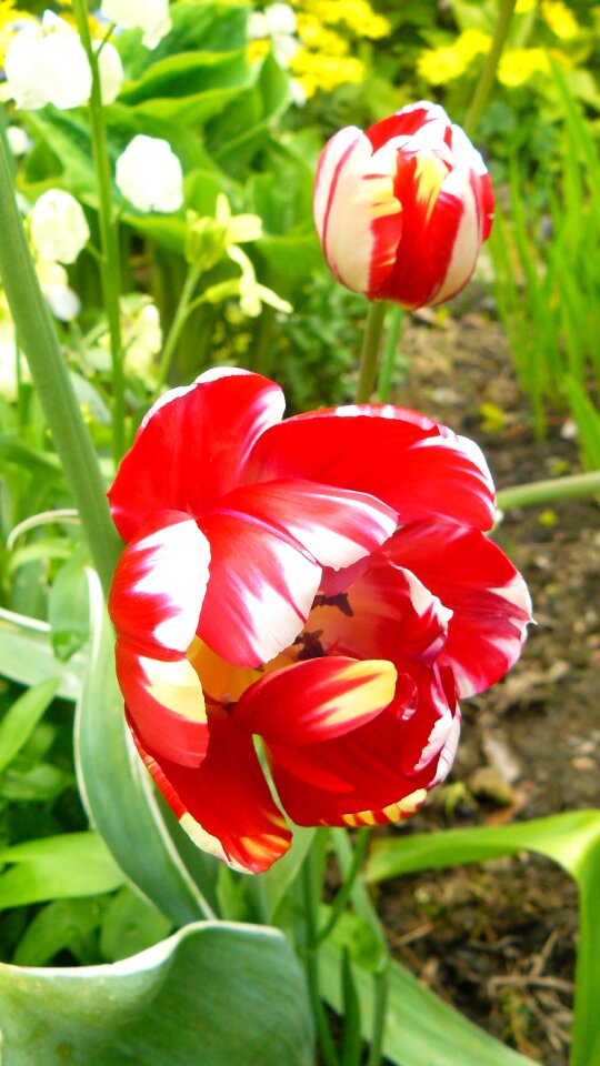 Spring nature bright