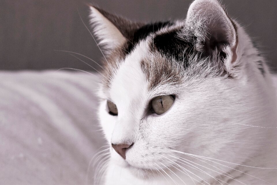 Tiger cat domestic cat cat's eyes
