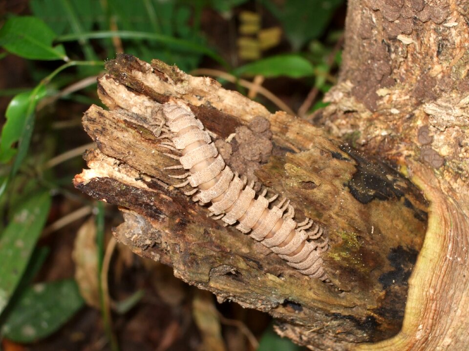 Wood centipede insect
