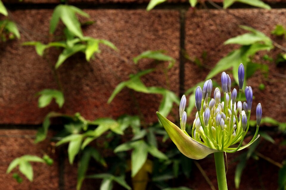Plant exotic flower