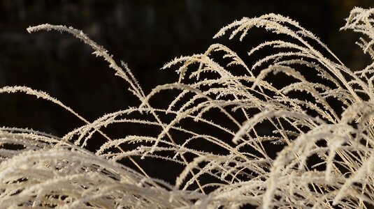 Wilted white winter photo