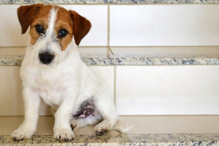 Pet animal jack russell terrier photo