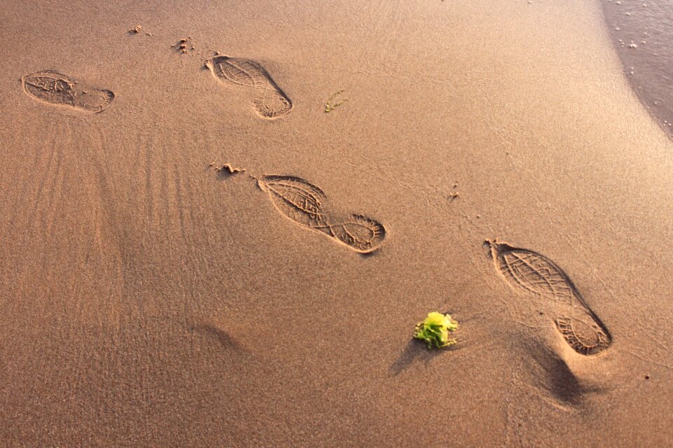 Footprint coastline moss