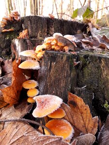 Frost forest butt