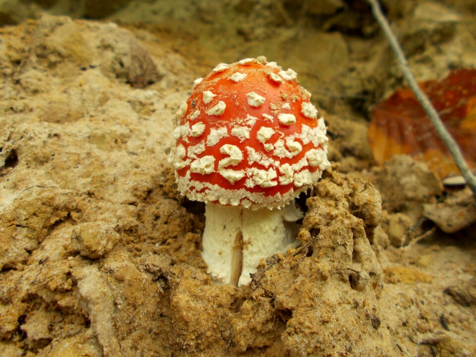 Toxic plant poisonous