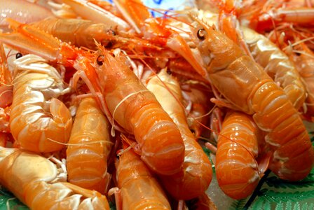 Shrimp fish fresh photo