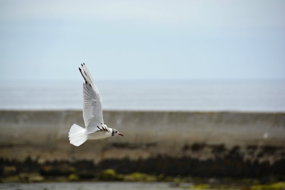 Seagull brittany water bird