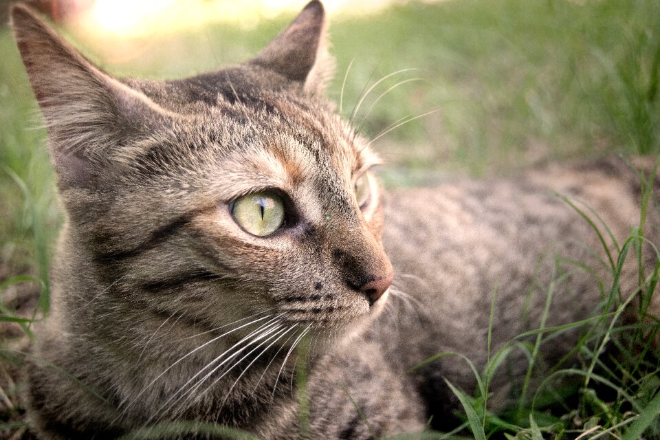 Animal look domestic feline photo