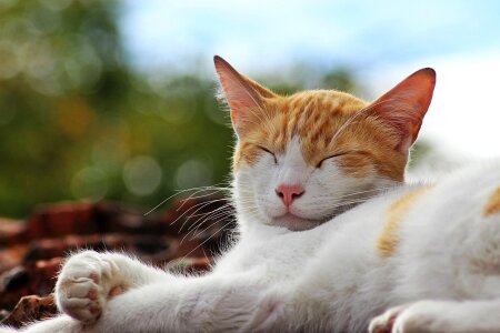 Sun sleep tranquility