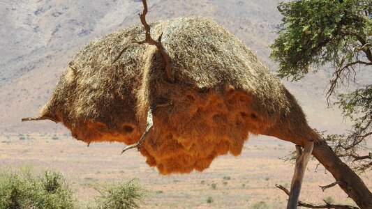 Wilderness nest safari
