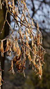 Leaves lime tree linden photo