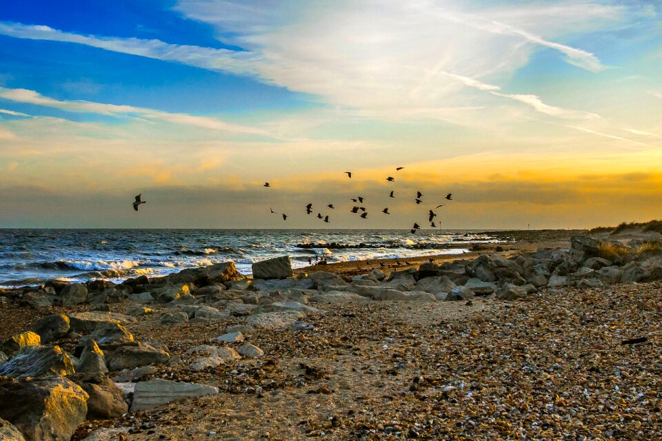 Birds dorset england