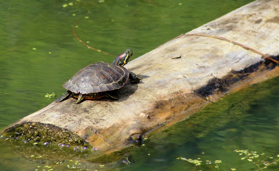 Carapace swim nature