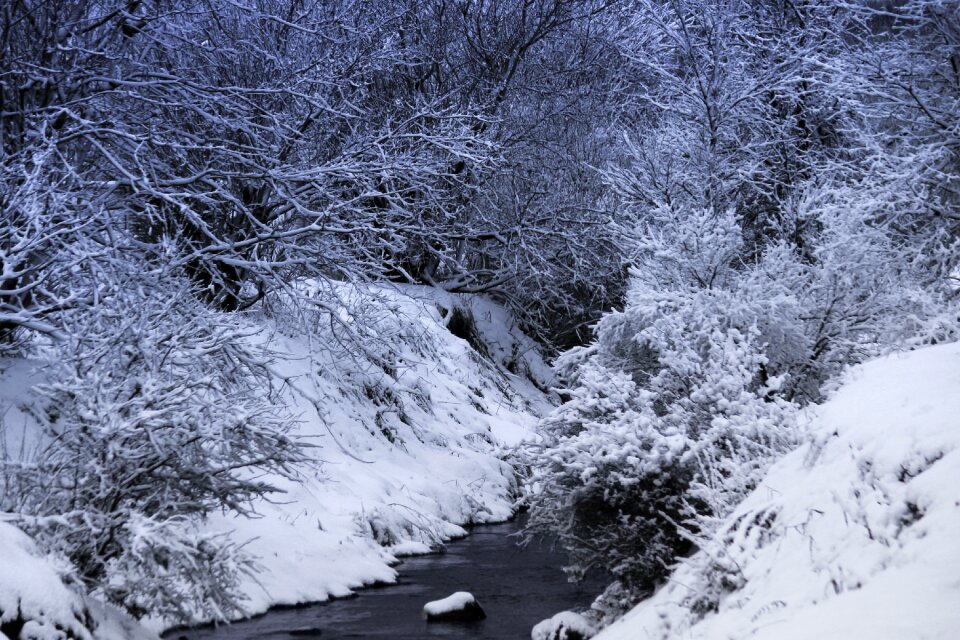 Winter nature cold
