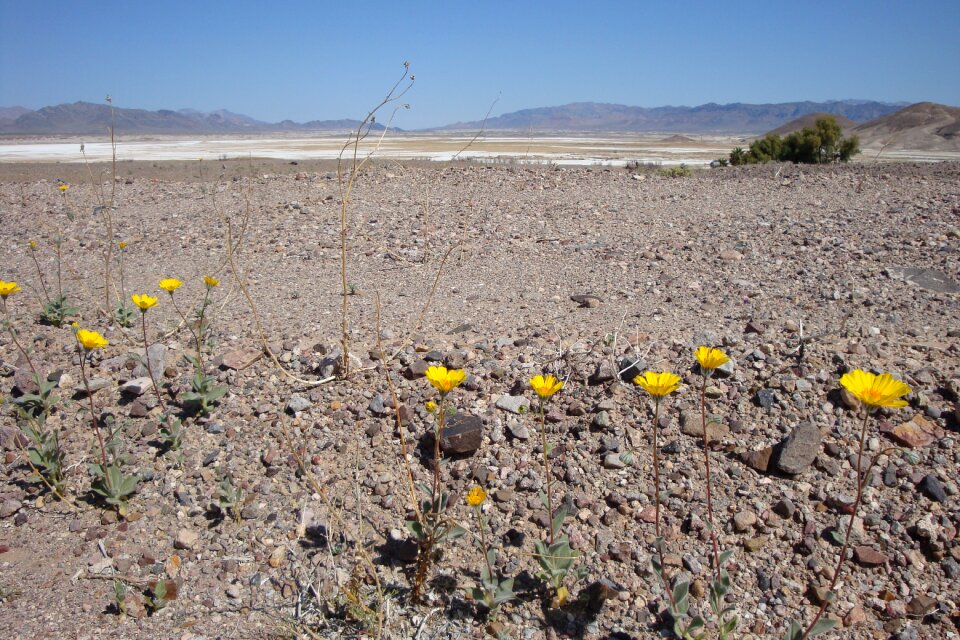 Yellow desolate leave