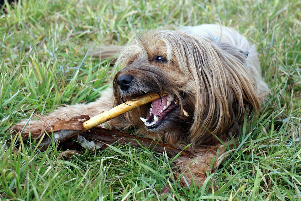 Chewing playing tooth