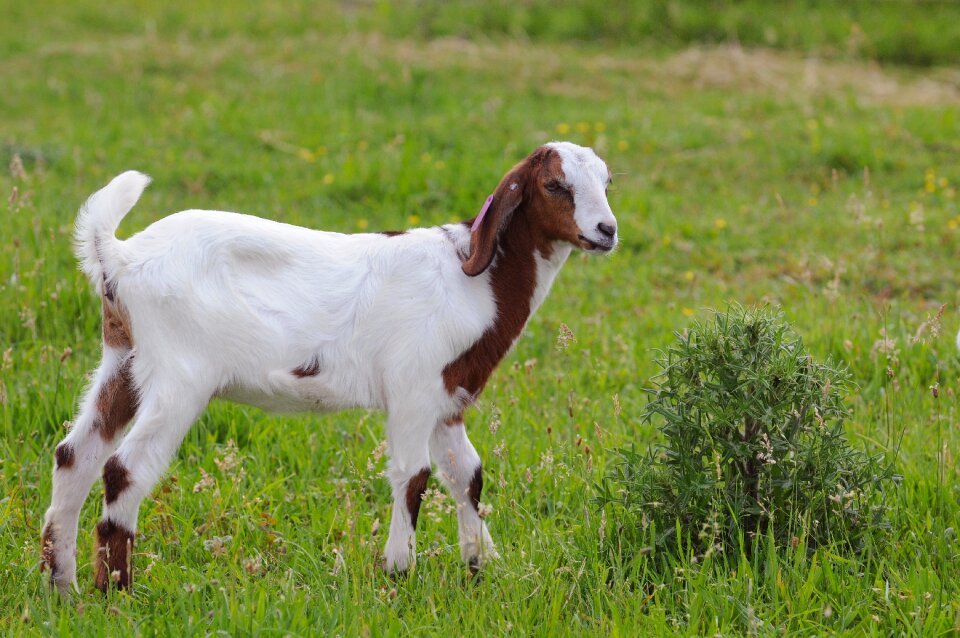 Cub farm animal home