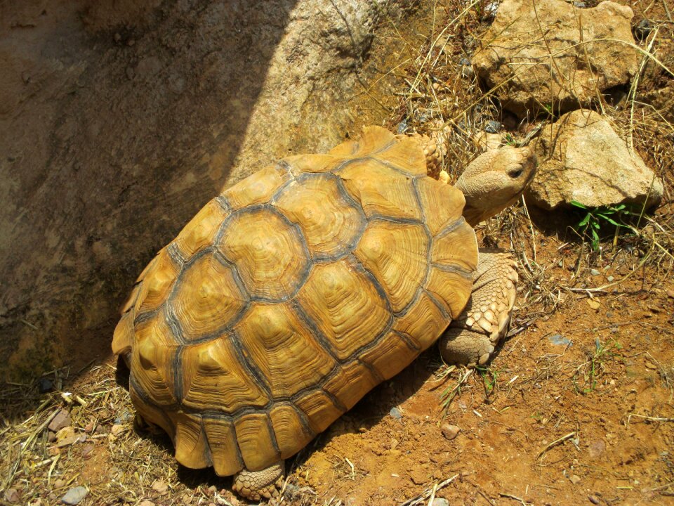 African animals africa animal