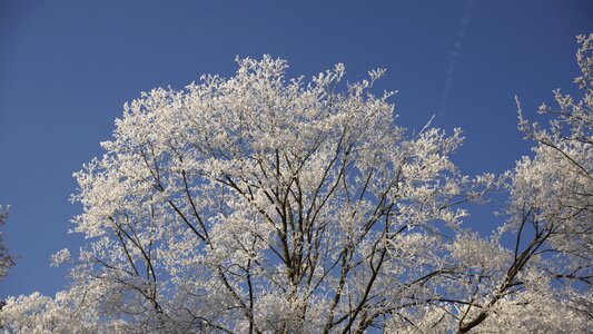 Tree white winter photo