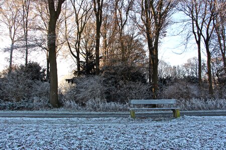 Frost frozen winter magic