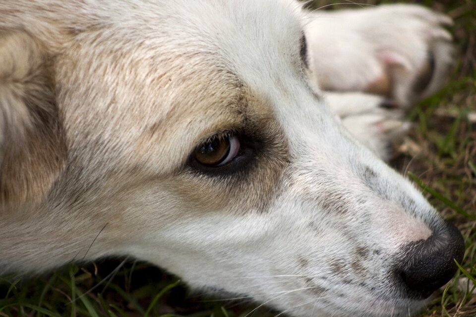 Dog animal overview