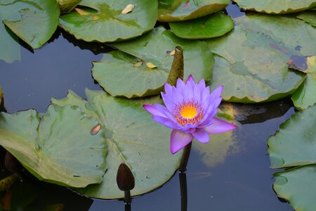 Garden dharwad india photo